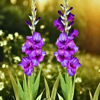 Gladiolus- Dreamy Violet