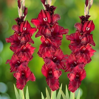 Gladiolus- Barcelona