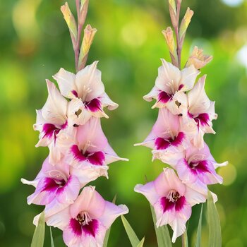 Gladiolus- Amber Mystique