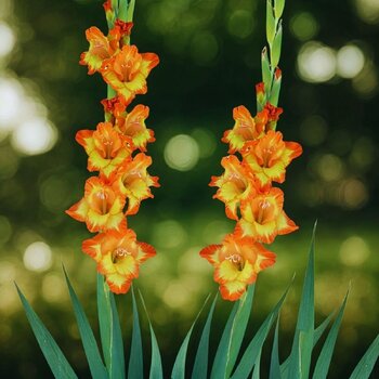 Gladiolus- Princess Margaret Rose
