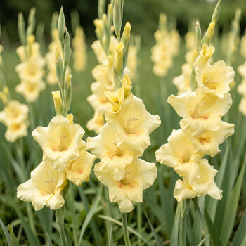 Gladiolus- Bananarama