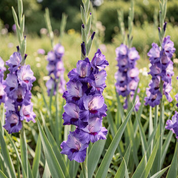 Gladiolus- Purple Party