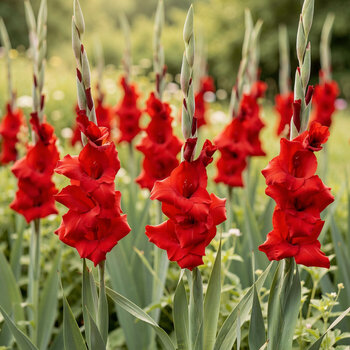 Gladiolus- Red Balance