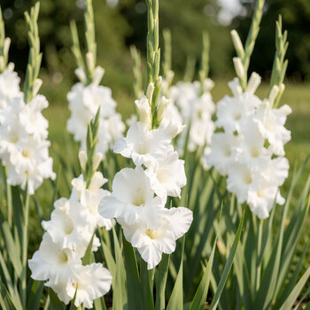 Gladiolus- Sophie