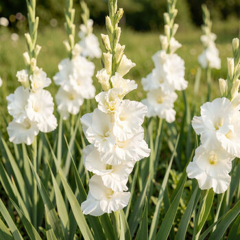 Gladiolus- Bako