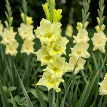 Gladiolus- Kio