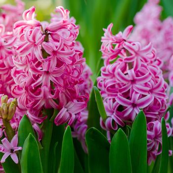 Hyacinth- Pink Pearl