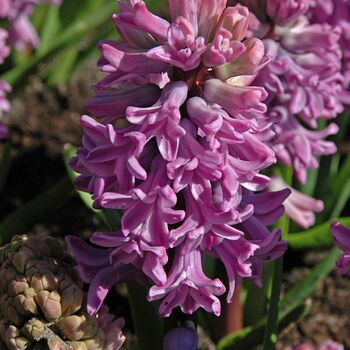 Hyacinth- Splendid Cornelia