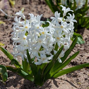 Hyacinth- White Pearl