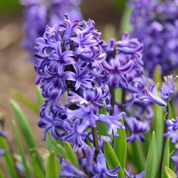 Hyacinth- Blue Pearl