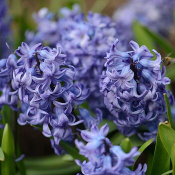 Hyacinth- Delft Blue