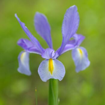 Dutch Iris- Dutchy Blue