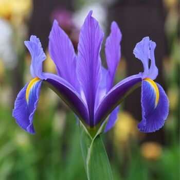 Dutch Iris- Sapphire Beauty