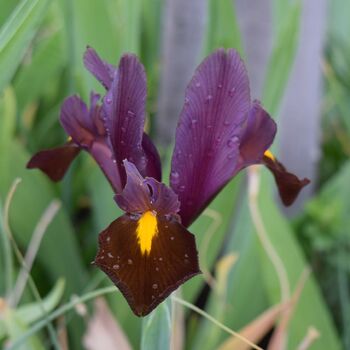 Dutch Iris- Red Ember