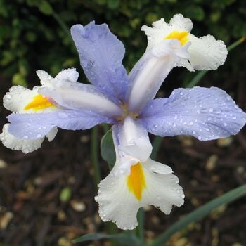 Dutch Iris- Silvery Beauty