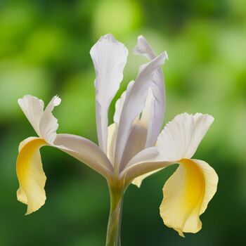Dutch Iris- Montecito