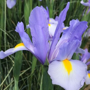 Dutch Iris- Discovery Sky