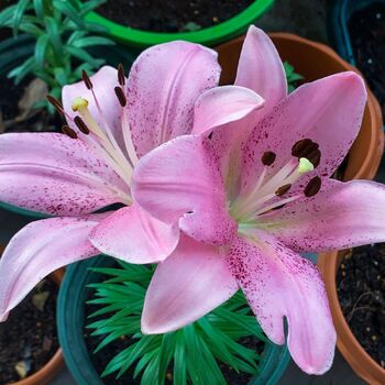 Asiatic Lily- Cogoleto (Bulb)