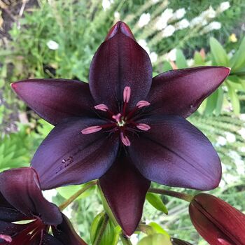 Asiatic Lily- Black Charm