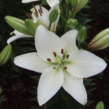 Asiatic Lily- Pearl Frances