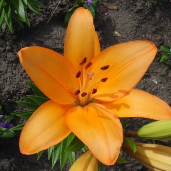 Asiatic-Oriental Lily- Sunset Boulevard