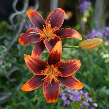 Asiatic Lily- Forever Susan (Bulb)