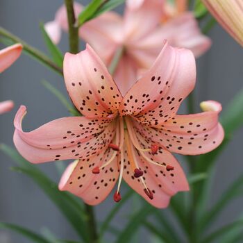 Tiger Lily- Pink Giant