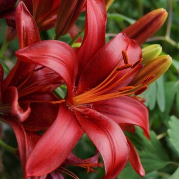 Pot Asiatic Lily- Cavoli (Bulb)