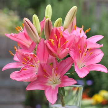 Pot Asiatic Lily- Foxtrot (Bulb)