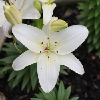 Pot Asiatic Lily- Nova Joy (Bulb)