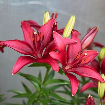 Oriental Lily- Bacardi (Bulb)