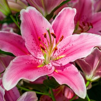 Oriental Lily- Sorbonne