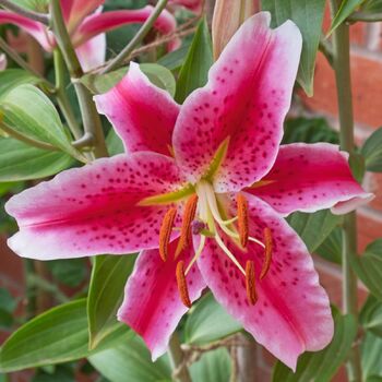 Pot Oriental Lily- Stargazer
