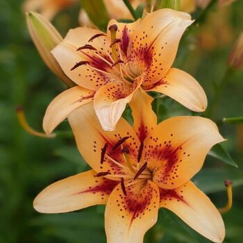 Asiatic-Oriental Lily- Hotel California