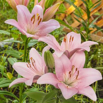 LA Lily- Brindisi
