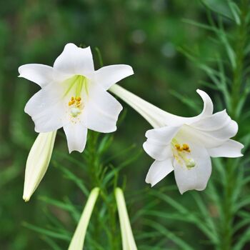 Longiflorum Lily- Vuvuzela