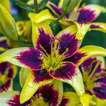 Asiatic Lily- Easy Dance