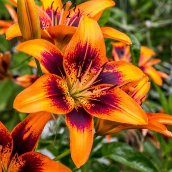 Asiatic Lily- Easy Samba