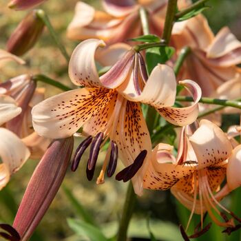 Tiger Lily- Tiger Babies
