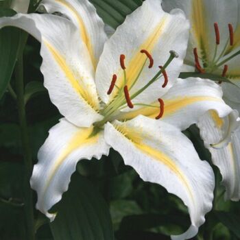Oriental Lily- Baferrari