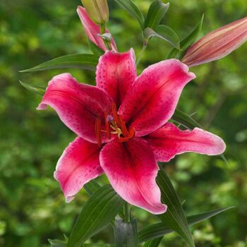 Oriental Lily- Rio Negro