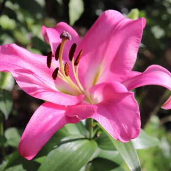 Oriental Trumpet Lily- Pink Palace