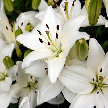 Asiatic Lily- Navona
