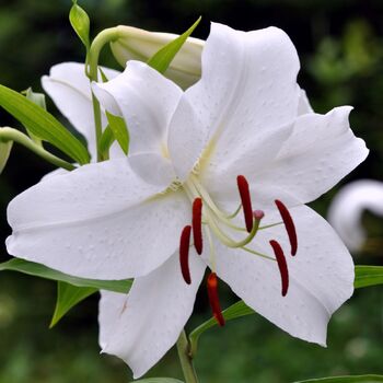 Oriental Lily- Casablanca