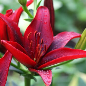 LA Lily- Forza Red