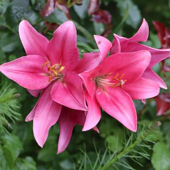 LA Lily- Indian Summerset