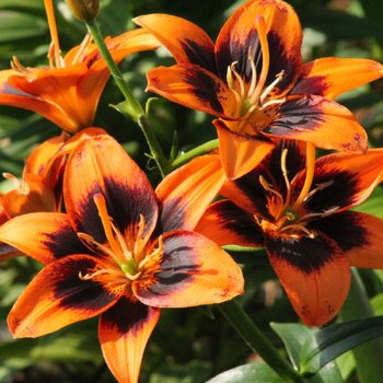 Asiatic Lily- Twosome