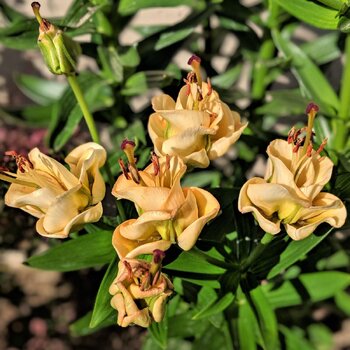 Asiatic Lily- Apricot Fudge