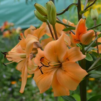Asiatic Lily- Pearl Stacey