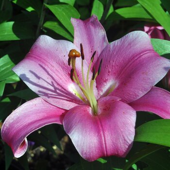 Oriental Trumpet Lily- Donato